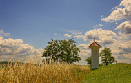 Bo muka (Uhler)